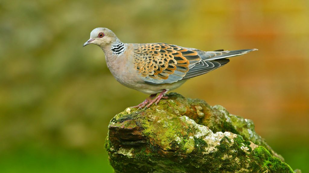 Turtle Dove