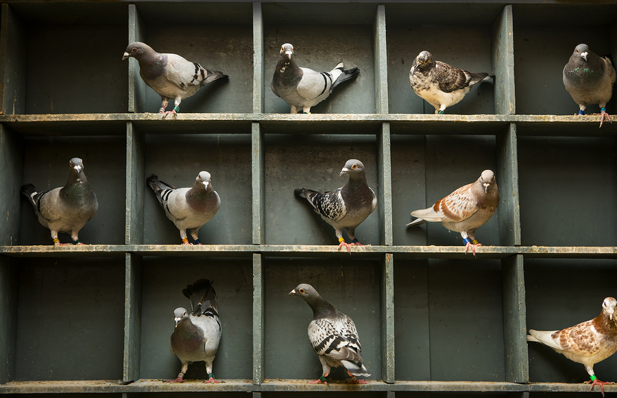 UK Homing Pigeons