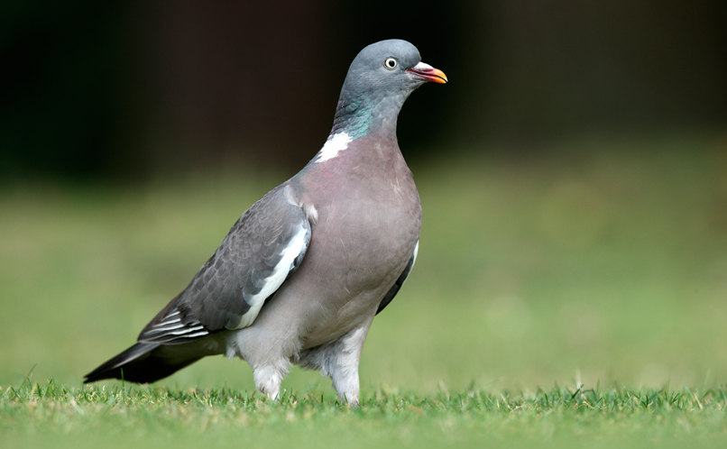 Exploring The Variety Of Pigeon Types UK Breeds Pierdom Exploring The Variety Of Pigeon Types UK Breeds Pierdom