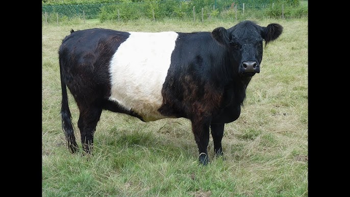 Belted Galloway