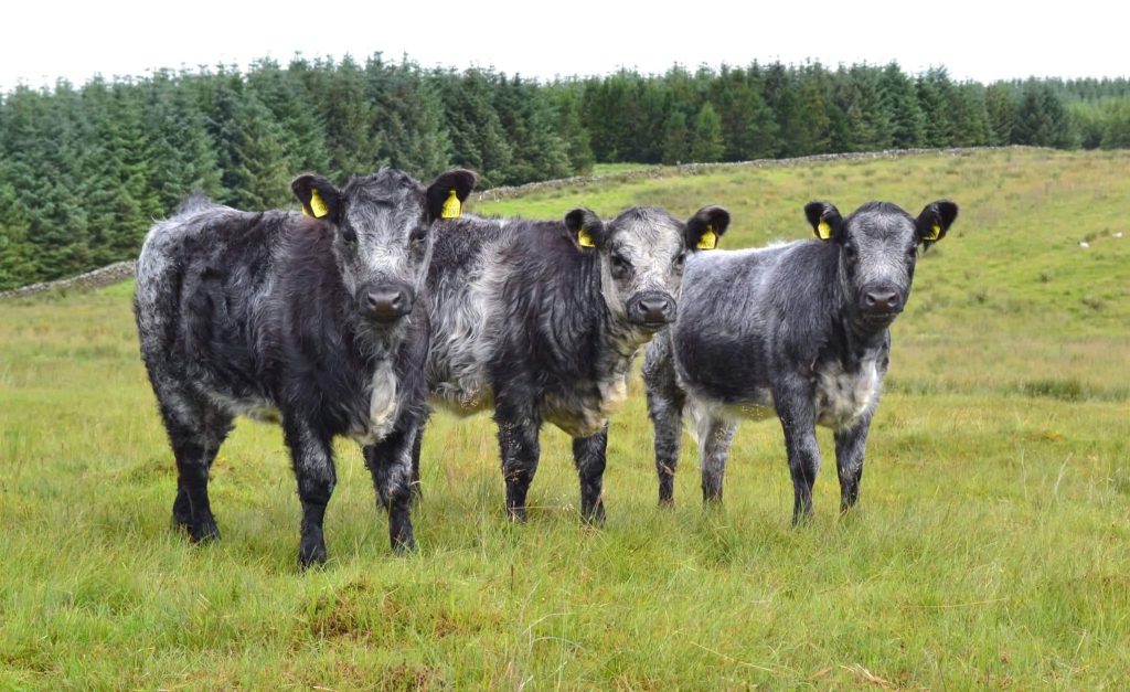 Blue Grey UK Breed Cow