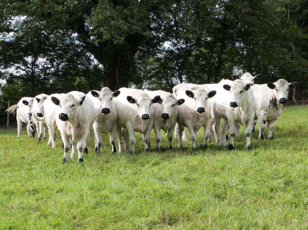 British White cow