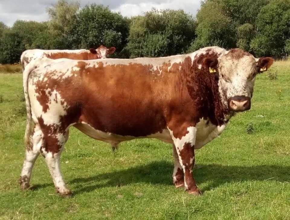 Cow Breed UK Irish Moiled