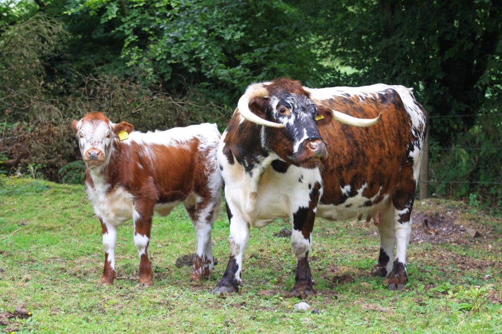 English Longhorn Cattle