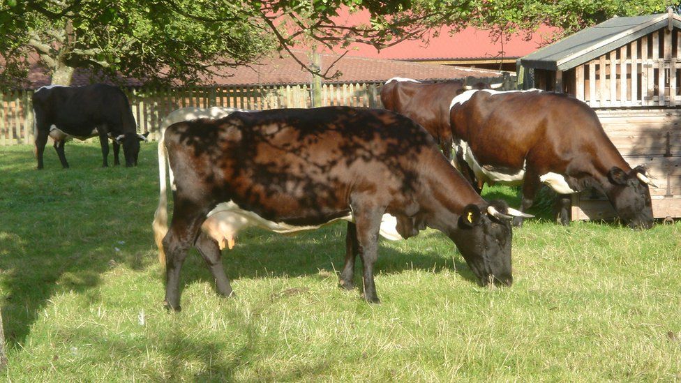 Gloucester cow