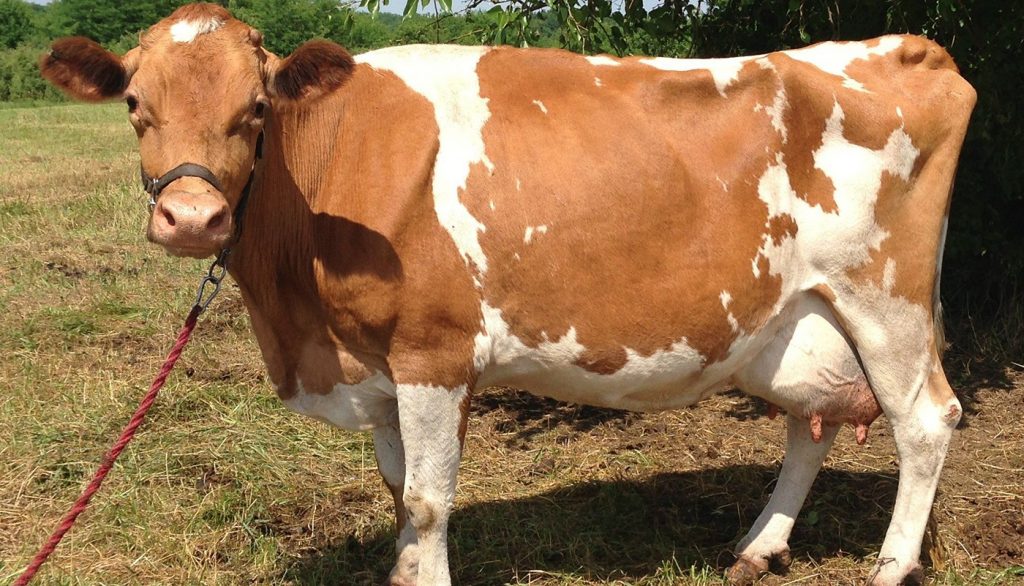 Guernsey UK cow breeds