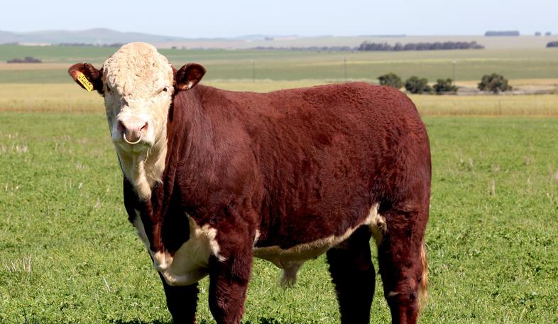 Hereford Breed