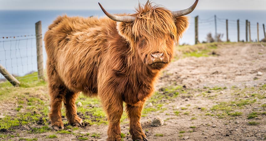 Highland Cow Breed UK