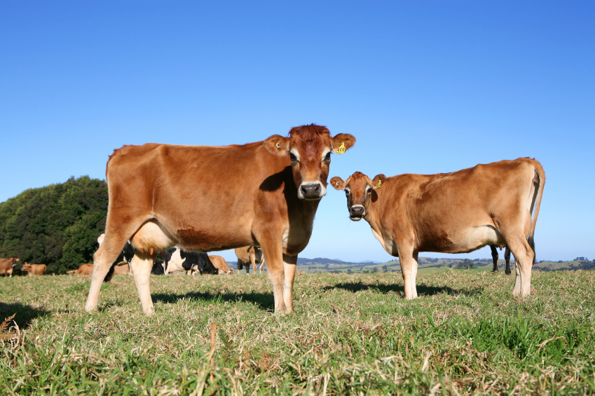 Jersey Cow Breed UK