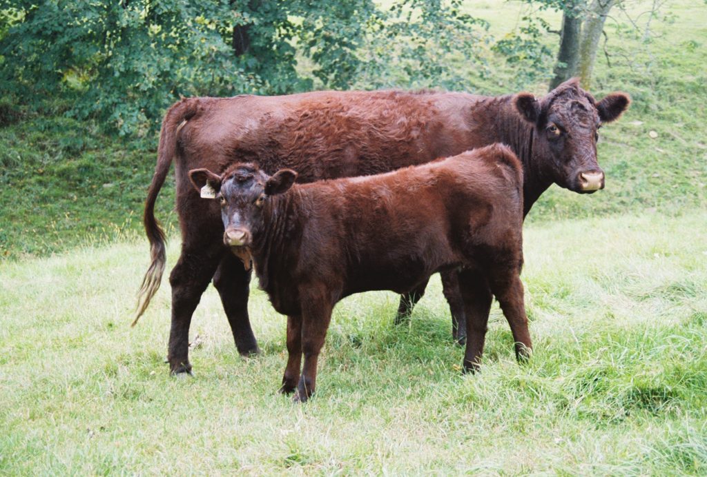 Lincoln Red Cow Breed