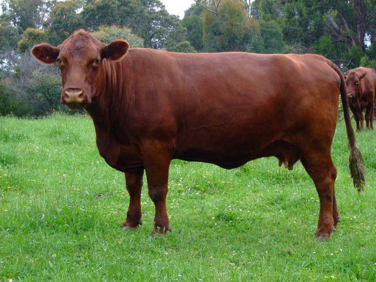 Red Poll Cow Breed UK