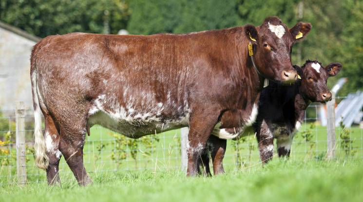 Shorthorn Cow Breed