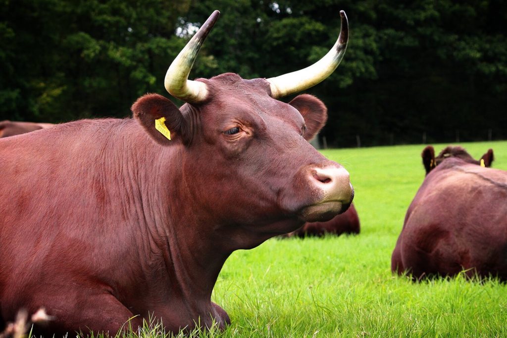 Sussex Cow Breed UK