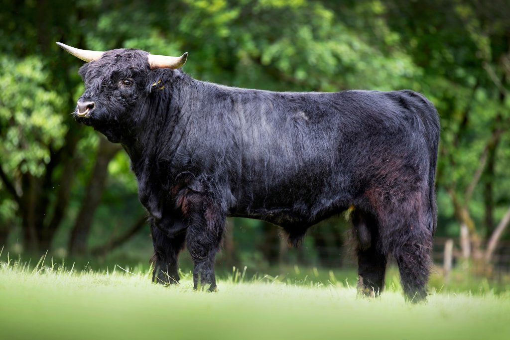 Welsh Black Cow Breed UK