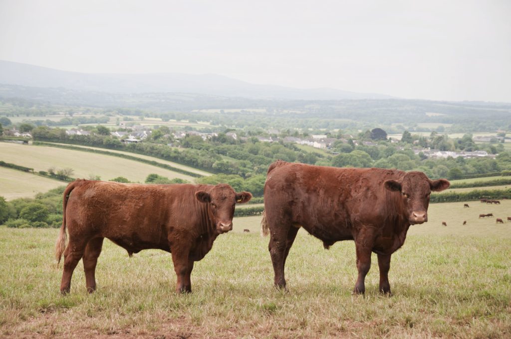 ruby red devon cattle