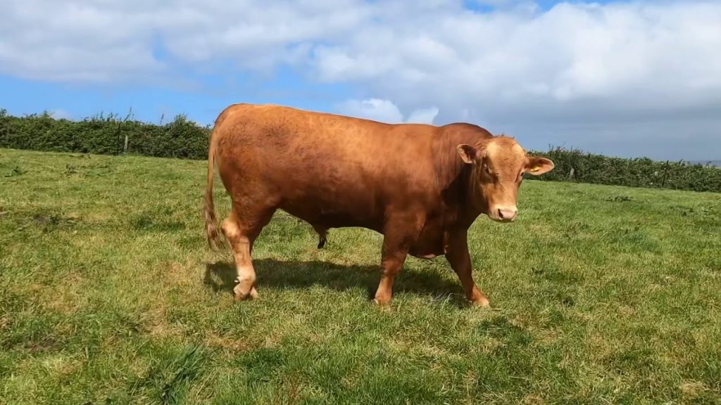 south devon cattle