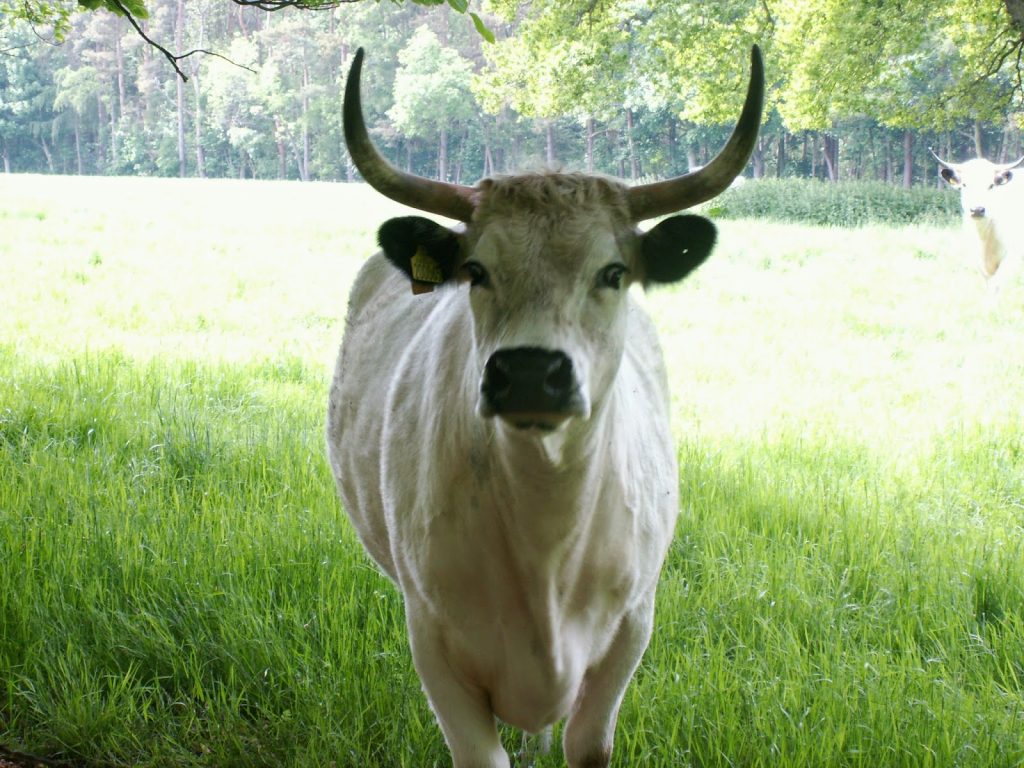 white park cattle